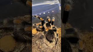 👀Mexican Tarantulas👀 Mexican Red Knee Brachypelma Hamorii. #shorts #tarantula #brachypelma