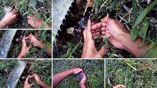 [By Hand] Catching Wild Betta Imbellis Malaysia