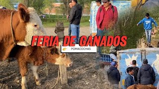 Visitando la feria de ganados en Pomacochas | GoñasVlogs