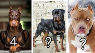 Top 5 Dog Breeds #shorts#shortsviral