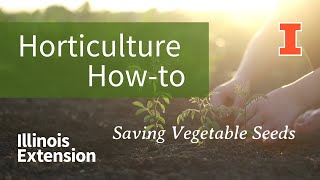 Horticulture How-To - Vegetable Seed Saving