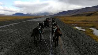 Svalbard, Longyearbyen, dog sledding /9