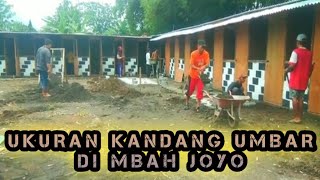 Ukuran umbaran ideal difarm Mbah Joyo ‼️