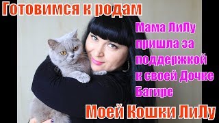 Готовимся  к родам моей кошки  Ли-лу