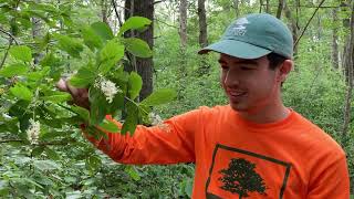 Identifying Common Natives -  Sweet Pepperbush