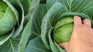 Another Great Garden Harvest! 🌱#growyourownfood #enjoygardening #greens #cabbage #spring #gardening