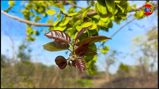 Holoptelea integrifolia Tree ( चिरोल या चिलबिल का पेड़ )