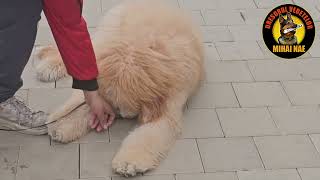 Golden Doodle singurul exemplar din Romania