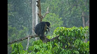 Sun Bear Behaviour | Wawa The Sun Bear in The Rain | BSBCC