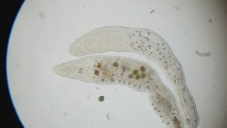 Flatworm - Stenostomum