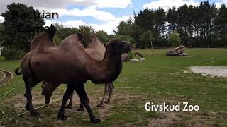 Safari Park and Zoo in Givskud, Denmark