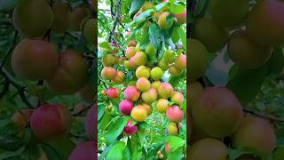 peach fruit garden #peach #fruit #garden #food #shorts