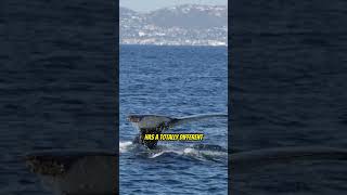 This is the Year of the Humpback Whale in Dana Point California. You have to go whale watching!