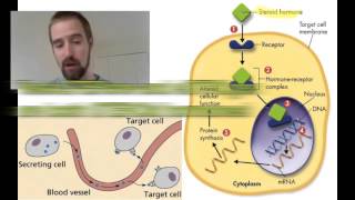 Biology 10-4 Nervous and Endocrine