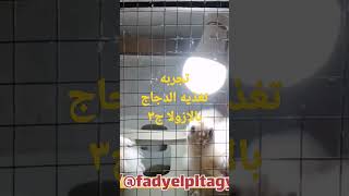 تجربه تغذيه الدجاج بالازولا الجزء ٣