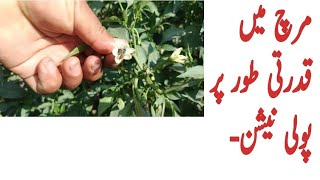 Natural Pollination in Chilli Crop||مرچ میں قدرتی طور پر پولینیشن|| گولڈن ہاٹ حاجی سنز||