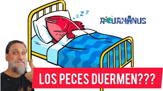 Los peces duermen???