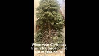 How to deal with a Christmas tree too large for your house.