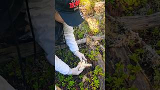 Knowing your Matsutake #shortvideo #youtubeshorts #pnw #outdoors #shorts #reels #fyp #viral