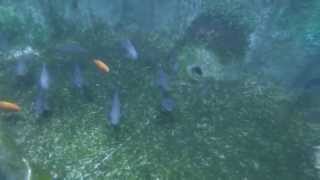 Aquaponics underwater fish tank