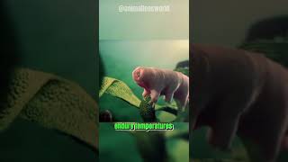 Meet the Tardigrade | Nature's Most Extraordinary Survivor!