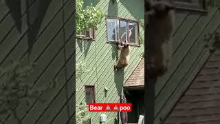 Bear 🐻🐻 💩poo climbing wall #youtube #animallover