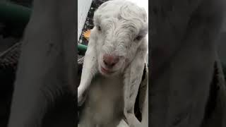 Wow Beautiful Cute Goat 👶 #viral goats 🐐, Goat 🐐 Baby HD