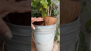 How to grow a coffee plant/ container/healthy