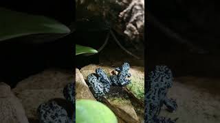 🌎BLUE FROGS - BOMBINA ORIENTALIS 🐸