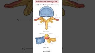 Vertebrae Quiz Identify the parts in image and see answers