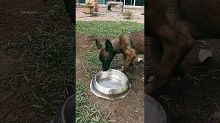 Lamer el plato (efecto NutrePerro®) GECKO la cachorra Malinois