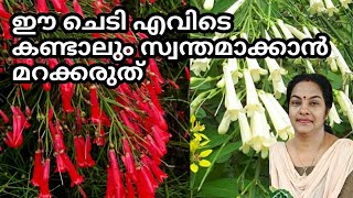 Amazing Flowering plants || Firecracker plant Care || powerful Fertilizer || Flower garden