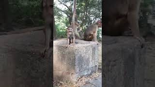 №654_Y.Z.Monkeys on Elephanta Island.