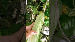 #organic #cucumber #harvesting #gardening  #shorts