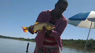 Melhor anzol para pegar Dourado e Piranha - Itacarambi MG -