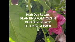 PLANTING POTATOES w/ PETUNIAS & BASIL | 90th Day Update | Container Gardening | Zone 8b