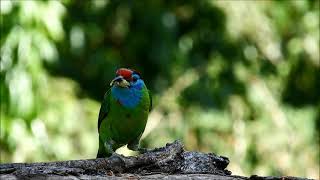 blue throated barbet 2