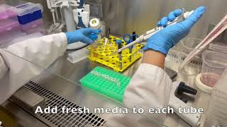 Resazurin Cell Viability Assay