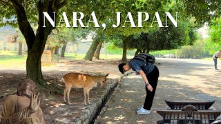 Japan Travel Vlog | A Day Trip to NARA from OSAKA