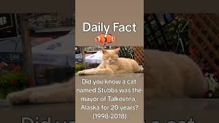 What was the mayor? #funfacts #cat