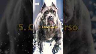 Top 10 dangerous dog breeds 2024