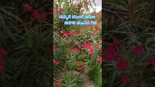 Nammane munde iro kanagal hoovina gida #flowergarden #flowers #flowerrangoli #viralreels #viralvideo