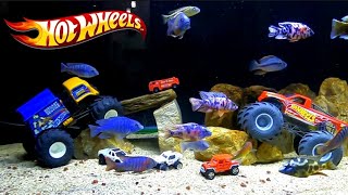 Hot Wheels Didalam Aquarium ikan cichlid