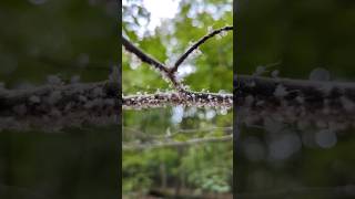 I am seeing MORE BEECH BLIGHT APHIDS on BEECH TREES