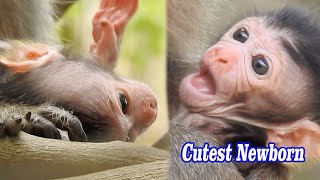 Very cutest and Adorable Baby for few hours | Mom Elena & baby Elleny very hungry after give birth