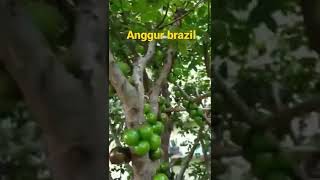 Anggur Brazil jaboticaba