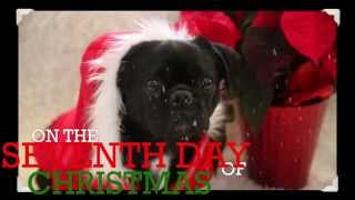 Funny Twelve Days of Christmas- Singing Dog Edition!