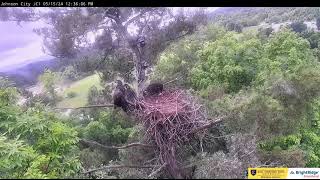 05 15 24 Johnson City eaglet fledges