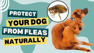 What Kills Fleas on Dogs Immediately? Natural Flea Repellent for Dogs