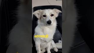 How to Study  in  School tips on how to study smarter, #कॉमेडी #funny #dog #viral #anganbadi